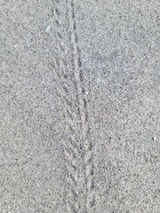 Ocypode gaudichaudii