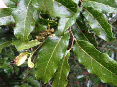 Homalium deplanchei