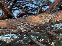 Arbutus arizonica