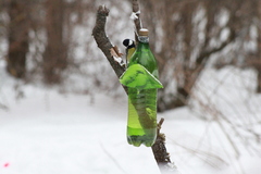 Parus major