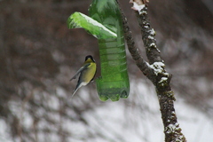 Parus major
