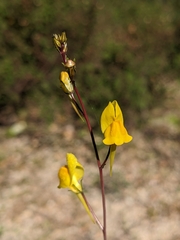 Linaria spartea