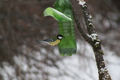 Parus major