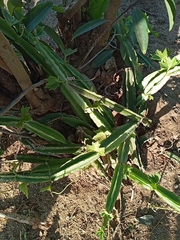 Cissus quadrangularis