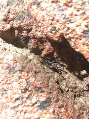 Nyssus