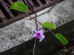 Ipomoea pes-caprae brasiliensis