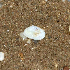 Ameritella agilis