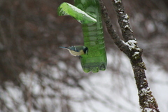 Cyanistes caeruleus