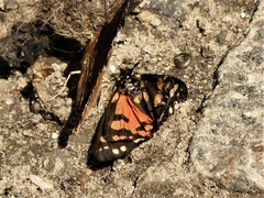 Callimorpha dominula