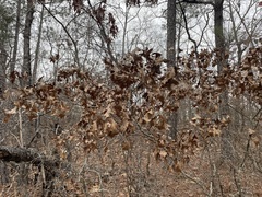 Quercus georgiana