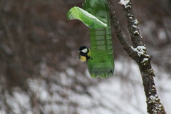 Parus major