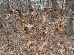 Quercus georgiana