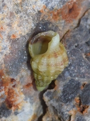 Tritia incrassata
