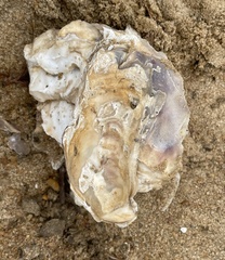Ostreoidea