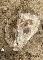 Ostreoidea