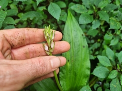 Calanthe sylvatica