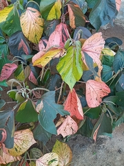 Acalypha wilkesiana