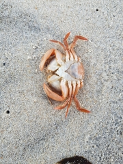 Polybius henslowii