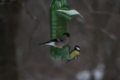 Parus major