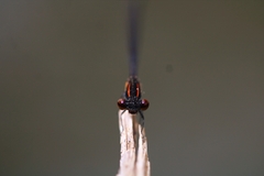 Prodasineura verticalis