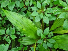 Calanthe sylvatica
