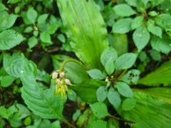 Calanthe sylvatica