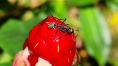 Camponotus singularis