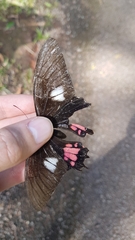 Heraclides anchisiades