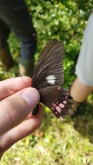 Heraclides anchisiades