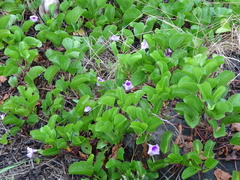 Ipomoea pes-caprae brasiliensis