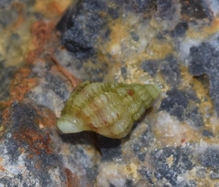 Tritia incrassata