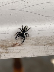 Dendryphantes mordax