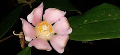 Prestonia portobellensis