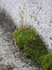 Bryum recurvulum