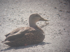 Anas platyrhynchos × fulvigula