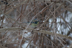 Cyanistes caeruleus