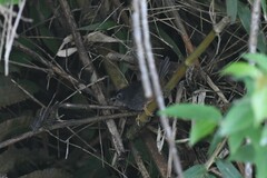 Eugralla paradoxa