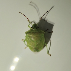 Pentatominae