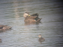 Anas platyrhynchos × fulvigula