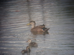 Anas platyrhynchos × fulvigula