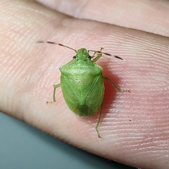 Pentatominae