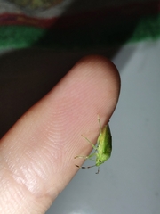 Pentatominae