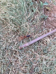 Tachypompilus ferrugineus