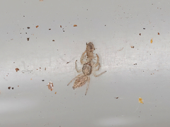 Thyene imperialis