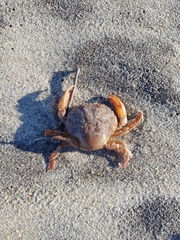 Polybius henslowii