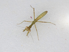 Miomantis paykullii