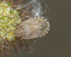 Sciocoris macrocephalus