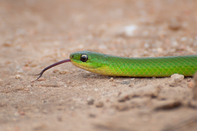 Jaeger's Ground Snake