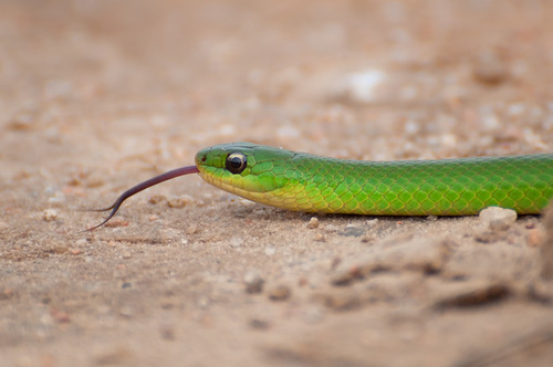 Jaeger's Ground Snake (Liophis jaegeri) · iNaturalist