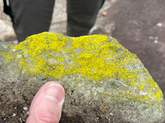 Chrysothrix insulizans